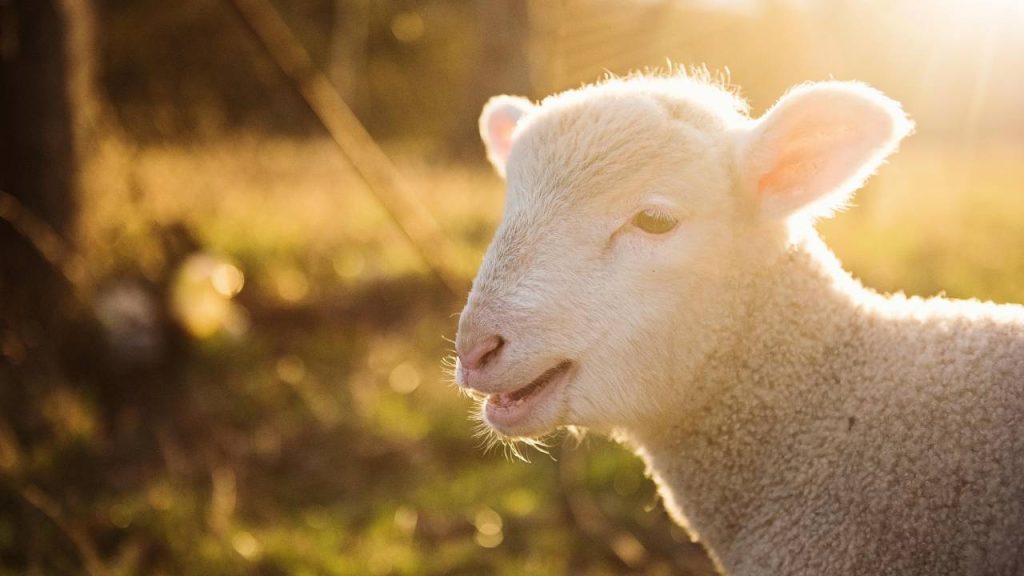 CRISPR-Cas9 gene-edited sheep CRISPR-Cas9 gene-edited sheep