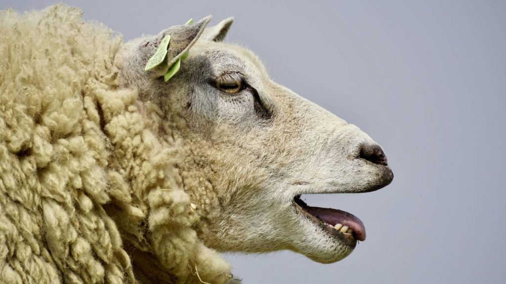 भारत में भेड़ों की कुल संख्या करीब 74.26 मिलियन है, जो कुल पालतू पशुओं का 12.71 प्रतिशत है. भेड़ों की संख्या के मामले में भारत दुनिया में तीसरे स्थान पर है. देश में पाई जाने वाली भेड़ों में से अब तक 44 नस्लों का रजिस्ट्रेशन किया जा चुका है. इनमें से भेड़ की एक नस्ल 'पांचाली' है.  भारत में भेड़ों की कुल संख्या करीब 74.26 मिलियन है, जो कुल पालतू पशुओं का 12.71 प्रतिशत है. भेड़ों की संख्या के मामले में भारत दुनिया में तीसरे स्थान पर है. देश में पाई जाने वाली भेड़ों में से अब तक 44 नस्लों का रजिस्ट्रेशन किया जा चुका है. इनमें से भेड़ की एक नस्ल 'पांचाली' है.