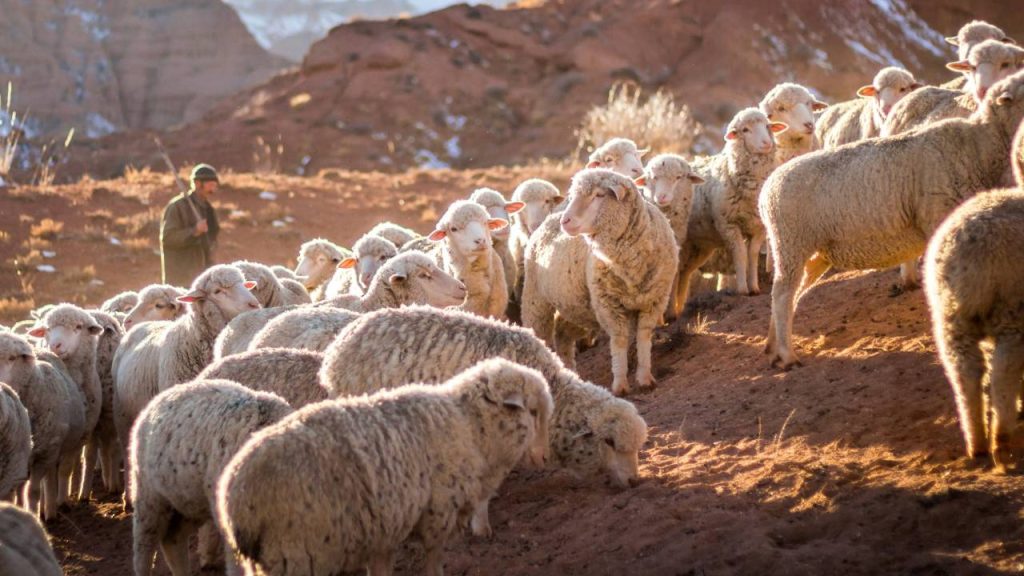 पांचाली को दुम्मा, डूमा, बरैया, पांचाली-दुम्मा, डूमी देसी आदि नामों से भी जाना जाता है. यह ज्यादातर गुजरात के सुरेंद्र नगर, राजकोट, भावनगर और कच्छ इलाकों में पाई जाती है. इस भेड़ को मुख्य रूप से यहां के रेवाड़ी और भरवाड़ समुदाय पालते हैं. पांचाली को दुम्मा, डूमा, बरैया, पांचाली-दुम्मा, डूमी देसी आदि नामों से भी जाना जाता है. यह ज्यादातर गुजरात के सुरेंद्र नगर, राजकोट, भावनगर और कच्छ इलाकों में पाई जाती है. इस भेड़ को मुख्य रूप से यहां के रेवाड़ी और भरवाड़ समुदाय पालते हैं.