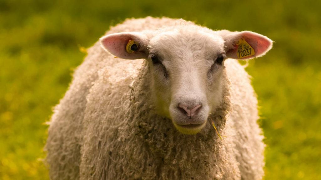 यह भेड़ सफेद और आकार में विशाल होती है. इसके चेहरे और सिर का रंग हल्का भूरा, काला-भूरा या काला होता है. इस नस्ल की नर और मादा भेड़ों के सींग नहीं होते हैं. चेहरा उठा हुआ होता है और कान लंबे और लटकते हुए पत्ते के आकार के होते हैं. इनके चेहरे, सिर और पेट पर कोई बाल नहीं होता है. इनका ऊन मोटा होता है. इसकी दुम भी मोटी होती है, इसलिए इसे डूमी भी कहा जाता है.  यह भेड़ सफेद और आकार में विशाल होती है. इसके चेहरे और सिर का रंग हल्का भूरा, काला-भूरा या काला होता है. इस नस्ल की नर और मादा भेड़ों के सींग नहीं होते हैं. चेहरा उठा हुआ होता है और कान लंबे और लटकते हुए पत्ते के आकार के होते हैं. इनके चेहरे, सिर और पेट पर कोई बाल नहीं होता है. इनका ऊन मोटा होता है. इसकी दुम भी मोटी होती है, इसलिए इसे डूमी भी कहा जाता है.