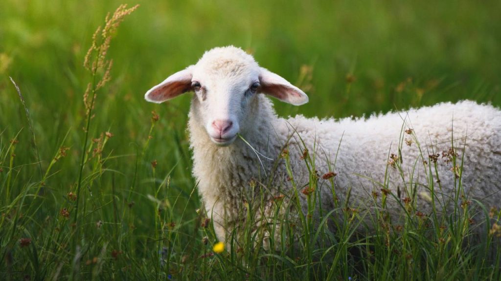 ED Seizes Key Documents Linked to ₹1,000-Crore Telangana Sheep Distribution Scam