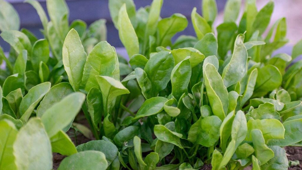 spinach farming tips