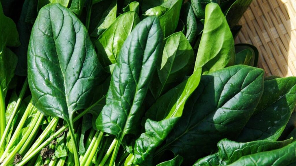Why You Should Avoid Leafy Vegetables During the Monsoon Season