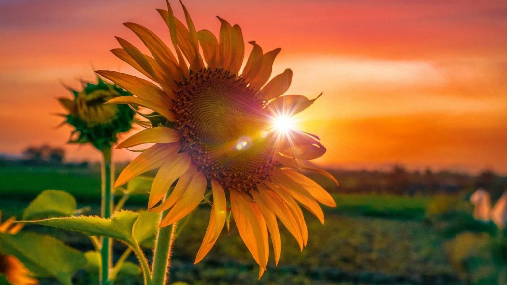 जायद के मौसम में सूरजमुखी की खेती के लिए किस्मों में मार्डन, सूर्या, एसएच- 3322, केवीएसएच- 1, ऍफएसएच- 17, बीएसएच- 1, हरियाणा सूरजमुखी, संजीन- 85, प्रोसन- 9 और एमएसएसएच- 848 को विशेषज्ञ बेहतर करार देते हैं.   जायद के मौसम में सूरजमुखी की खेती के लिए किस्मों में मार्डन, सूर्या, एसएच- 3322, केवीएसएच- 1, ऍफएसएच- 17, बीएसएच- 1, हरियाणा सूरजमुखी, संजीन- 85, प्रोसन- 9 और एमएसएसएच- 848 को विशेषज्ञ बेहतर करार देते हैं.