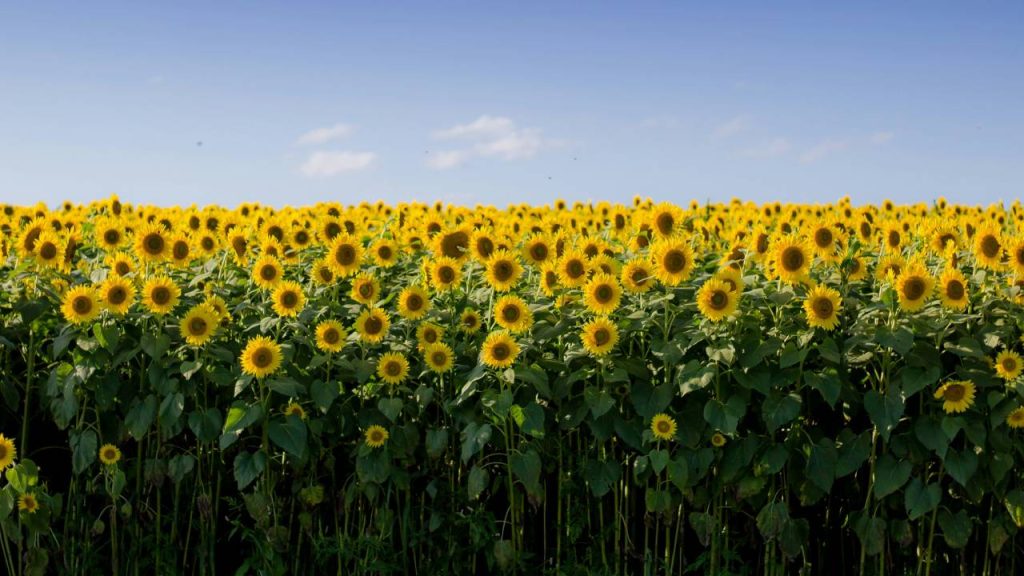 गर्मी के मौसम में सूरजमुखी की खेती कई तरह से मुनाफ देने वाली हो सकती है. इस फसल में पानी की जरूरत कम होती है. ऐसे क्षेत्रों के किसान जहां पानी कम हैं, वहां पर इसकी खेती से फायदा उठा सकते हैं.  गर्मी के मौसम में सूरजमुखी की खेती कई तरह से मुनाफ देने वाली हो सकती है. इस फसल में पानी की जरूरत कम होती है. ऐसे क्षेत्रों के किसान जहां पानी कम हैं, वहां पर इसकी खेती से फायदा उठा सकते हैं.