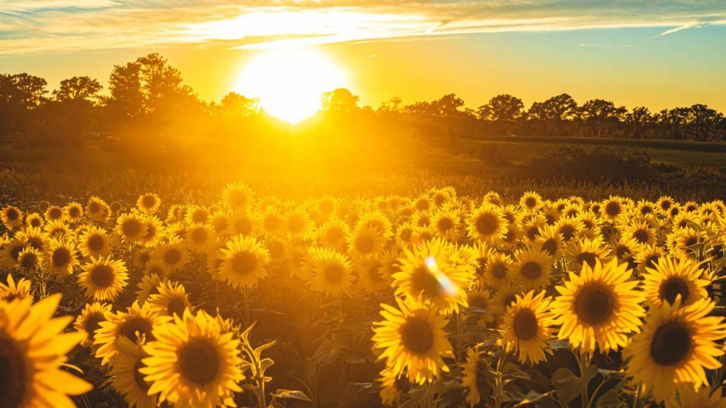 किसान सूरजमुखी की फसल को गर्मी की बाकी फसलों के साथ सहफसली खेती के तौर पर अपना सकते हैं. इससे किसानों को अतिरिक्त मुनाफा होगा और उनकी आय बढ़ेगी. यूं तो इसकी खेती खरीफ, रबी और जायद तीनों मौसमों में की जा सकती है लेकिन जायद के समय में इसकी उपज अच्छी होती है.   किसान सूरजमुखी की फसल को गर्मी की बाकी फसलों के साथ सहफसली खेती के तौर पर अपना सकते हैं. इससे किसानों को अतिरिक्त मुनाफा होगा और उनकी आय बढ़ेगी. यूं तो इसकी खेती खरीफ, रबी और जायद तीनों मौसमों में की जा सकती है लेकिन जायद के समय में इसकी उपज अच्छी होती है.