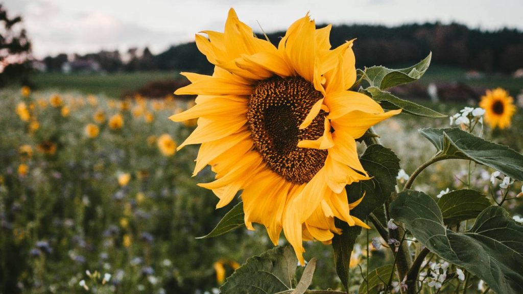 ज्यादातर किसान ज्यादा फायदा हासिल करने के लिए गर्मी में इसकी खेती करने लगे हैं. इसके सूरजमुखी के उत्पादन को बढ़ावा देने के लिए सरकार द्वारा विभिन्न योजनाएं चलाई जा रही हैं, जिनका लाभ किसान उठा सकते हैं. इसकी फसल अच्छे से बढ़े इसके लिए औसत तापमान 18 से 25 डिग्री सेल्सियस के बीच होना चाहिए.  ज्यादातर किसान ज्यादा फायदा हासिल करने के लिए गर्मी में इसकी खेती करने लगे हैं. इसके सूरजमुखी के उत्पादन को बढ़ावा देने के लिए सरकार द्वारा विभिन्न योजनाएं चलाई जा रही हैं, जिनका लाभ किसान उठा सकते हैं. इसकी फसल अच्छे से बढ़े इसके लिए औसत तापमान 18 से 25 डिग्री सेल्सियस के बीच होना चाहिए.