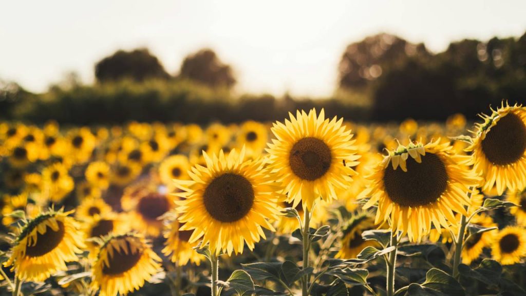 Sunflower Planting Made Easy: Best Time, Tips & Care Sunflower Planting Made Easy: Best Time, Tips & Care