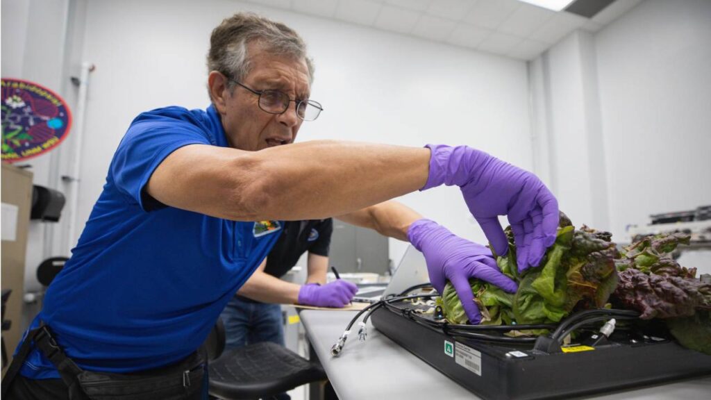 जो एक्सपेरीमेंट सुनीता ने किया उसके तहत यह सुनिश्चित करने की कोशिश की गई कि अंतरिक्ष यात्रियों को ताजा भोजन मिलता रहे. साथ ही उन्हें ताजा उपज उगाने और खाने की अनुमति देकर उनके मनोवैज्ञानिक स्वास्थ्य को भी बेहतर रखा जा सके.  जो एक्सपेरीमेंट सुनीता ने किया उसके तहत यह सुनिश्चित करने की कोशिश की गई कि अंतरिक्ष यात्रियों को ताजा भोजन मिलता रहे. साथ ही उन्हें ताजा उपज उगाने और खाने की अनुमति देकर उनके मनोवैज्ञानिक स्वास्थ्य को भी बेहतर रखा जा सके.