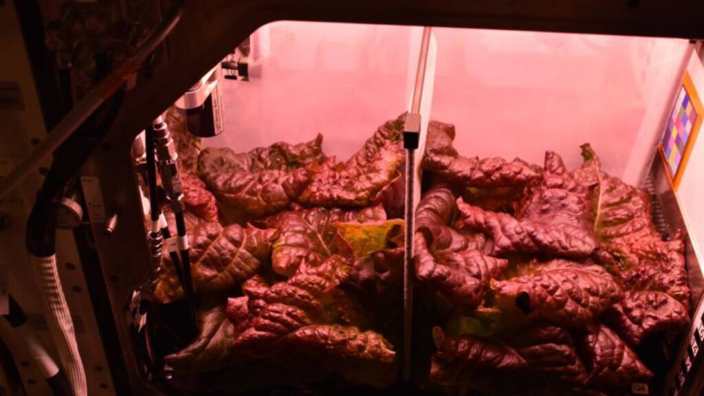 नासा अंतरिक्ष में रिसर्च के दौरान अपने वैज्ञानिकों को आत्मनिर्भर बनाने वाली लाइफ-सपोर्टिंग सिस्टम को कायम करना चाहती है. इस वजह से वह प्लांट हैबिटेट-07 को आगे बढ़ा रही है. सुनीता इस रिसर्च की लीड साइंटिस्ट थीं. उन्होंने प्लांट हैबिटेट के जलाशस से बेसलाइन पानी के सैंपल्स कलेक्ट किए थे.  नासा अंतरिक्ष में रिसर्च के दौरान अपने वैज्ञानिकों को आत्मनिर्भर बनाने वाली लाइफ-सपोर्टिंग सिस्टम को कायम करना चाहती है. इस वजह से वह प्लांट हैबिटेट-07 को आगे बढ़ा रही है. सुनीता इस रिसर्च की लीड साइंटिस्ट थीं. उन्होंने प्लांट हैबिटेट के जलाशस से बेसलाइन पानी के सैंपल्स कलेक्ट किए थे.