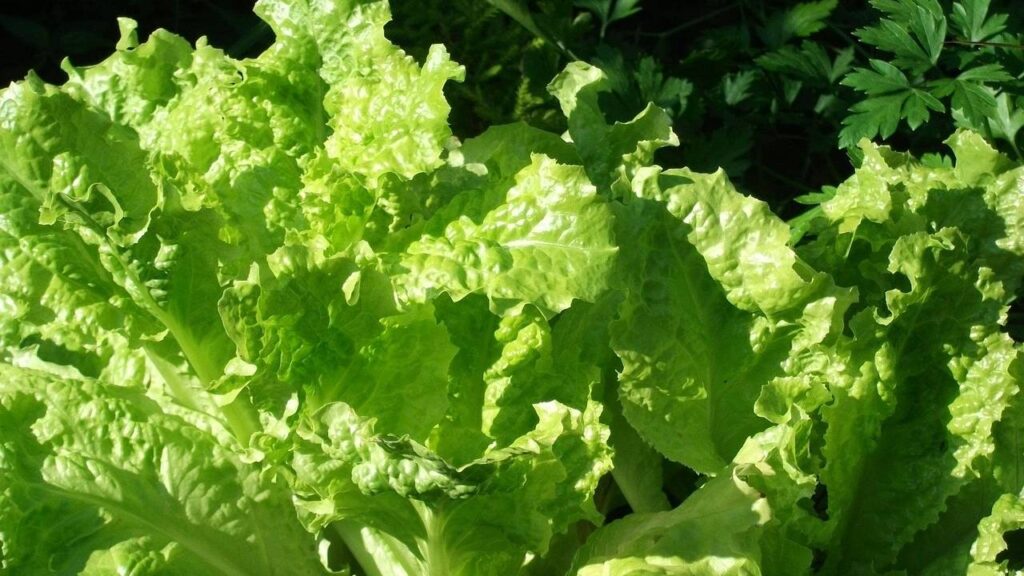 नासा की इस रिसर्च की फाइडिंग्स धरती पर सूखा-ग्रस्त क्षेत्रों में पानी के कुशल प्रयोग पर प्रथाओं को आगे बढ़ाकर कम संसाधनों के साथ फसल की पैदावार में सुधार कर सकती हैं. साथ ही दुनिया भर में टिकाऊ खाद्य उत्पादन को बढ़ावा दे सकते हैं.   नासा की इस रिसर्च की फाइडिंग्स धरती पर सूखा-ग्रस्त क्षेत्रों में पानी के कुशल प्रयोग पर प्रथाओं को आगे बढ़ाकर कम संसाधनों के साथ फसल की पैदावार में सुधार कर सकती हैं. साथ ही दुनिया भर में टिकाऊ खाद्य उत्पादन को बढ़ावा दे सकते हैं.