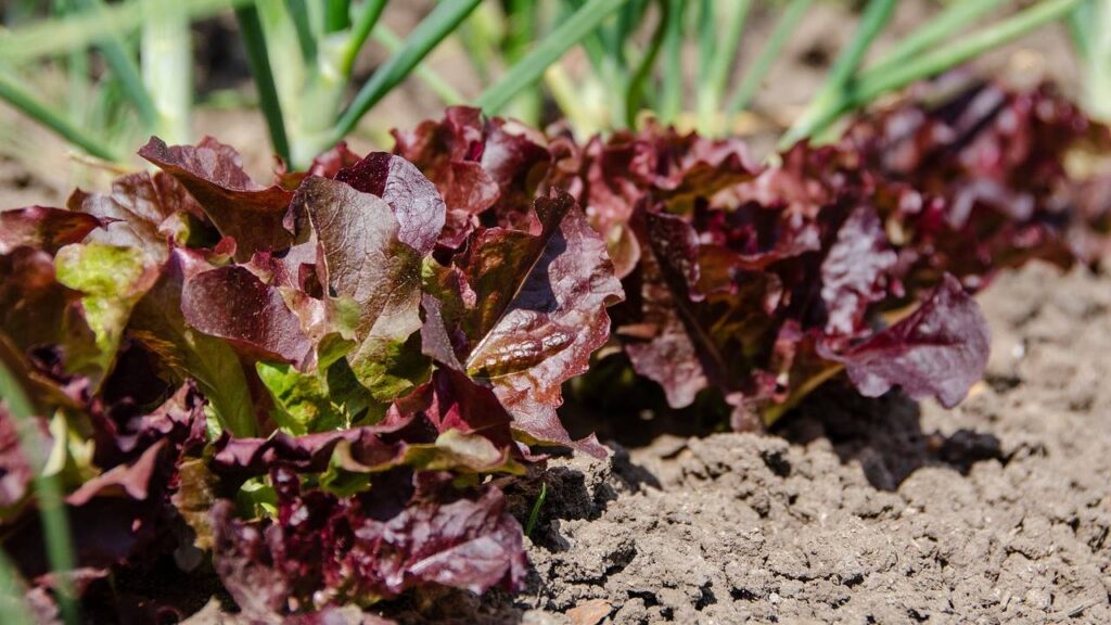 भारतीय मूल की अंतरिक्ष यात्री सुनीता विलियम्स ने अंतरिक्ष में इंटरनेशनल स्पेस स्टेशन (आईएसएस) पर एक असाधारण एग्री एक्सपेरीमेंट भी किया. इसका मकसद अंतरिक्ष कृषि तकनीकों को बढ़ाना था. यह पहल नासा के प्लांट हैबिटेट-07 रिसर्च का एक हिस्सा थी. इसके तहत माइक्रोग्रैविटी स्थितियों में लाल रोमेन लेट्यूस उगाना शामिल था.  भारतीय मूल की अंतरिक्ष यात्री सुनीता विलियम्स ने अंतरिक्ष में इंटरनेशनल स्पेस स्टेशन (आईएसएस) पर एक असाधारण एग्री एक्सपेरीमेंट भी किया. इसका मकसद अंतरिक्ष कृषि तकनीकों को बढ़ाना था. यह पहल नासा के प्लांट हैबिटेट-07 रिसर्च का एक हिस्सा थी. इसके तहत माइक्रोग्रैविटी स्थितियों में लाल रोमेन लेट्यूस उगाना शामिल था.