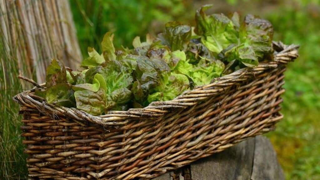 डेली गार्जियन की रिपोर्ट के अनुसार सुनीता जिस रिसर्च का हिस्सा थीं उसका मकसद यह जांचना था कि नमी के अलग-अलग स्तर पौधों और पानी में माइक्रोबायल कम्युनिटीज को कैसे प्रभावित करते हैं. साथ ही इसमें यह भी देखा गया कि कम-से-आदर्श स्थितियां पौधों की वृद्धि को कैसे प्रभावित कर सकती हैं.  डेली गार्जियन की रिपोर्ट के अनुसार सुनीता जिस रिसर्च का हिस्सा थीं उसका मकसद यह जांचना था कि नमी के अलग-अलग स्तर पौधों और पानी में माइक्रोबायल कम्युनिटीज को कैसे प्रभावित करते हैं. साथ ही इसमें यह भी देखा गया कि कम-से-आदर्श स्थितियां पौधों की वृद्धि को कैसे प्रभावित कर सकती हैं.