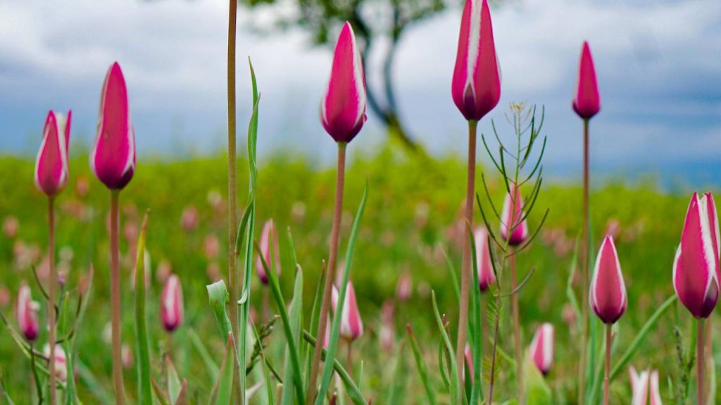 ट्यूलिप गार्डन का लुत्फ उठाने के लिए आप मार्च के अंत से अप्रैल की शुरुआत तक श्रीनगर ट्रिप प्लान कर सकते हैं.  उस समय गार्डन की खूबसूरती अपने टॉप पर होती है. इसकी एंट्री टिकट बच्चों के लिए 30 रुपये है और एडल्ट्स के लिए इसकी कीमत 70 रुपये रखी गई है.  वहीं इसकी टाइमिंग सुबह 9 बजे से शाम 7 बजे तक है.  ट्यूलिप गार्डन का लुत्फ उठाने के लिए आप मार्च के अंत से अप्रैल की शुरुआत तक श्रीनगर ट्रिप प्लान कर सकते हैं.  उस समय गार्डन की खूबसूरती अपने टॉप पर होती है. इसकी एंट्री टिकट बच्चों के लिए 30 रुपये है और एडल्ट्स के लिए इसकी कीमत 70 रुपये रखी गई है.  वहीं इसकी टाइमिंग सुबह 9 बजे से शाम 7 बजे तक है.