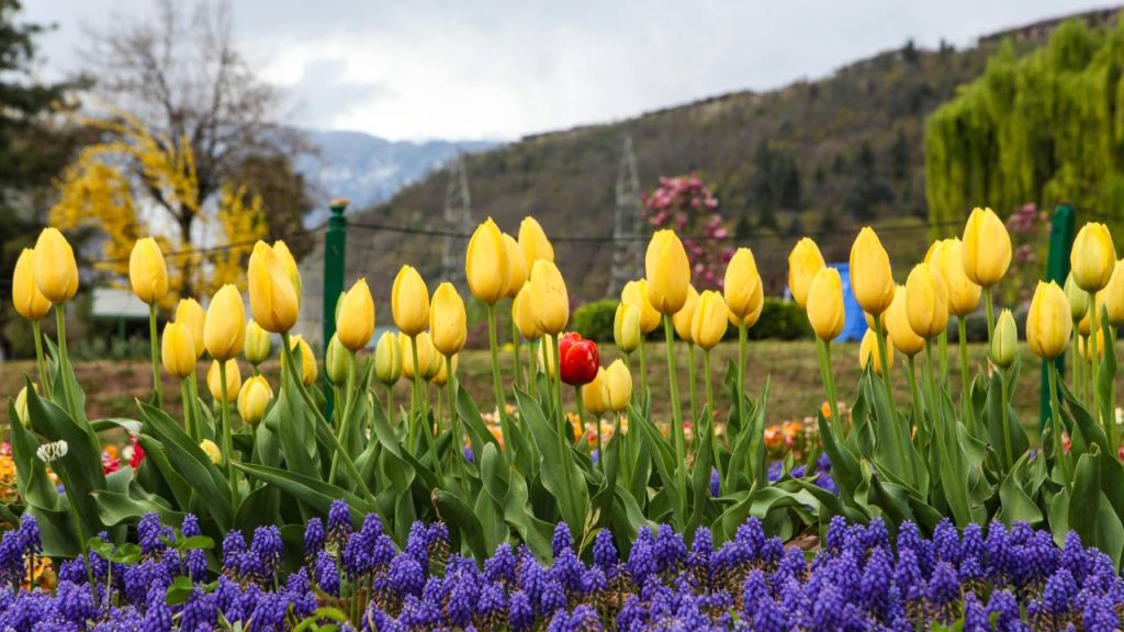हर साल मार्च के अंत से अप्रैल के मध्य तक यह ट्यूलिप गार्डन जिसे 'फूलों की जन्नत' भी कहते हैं, पर्यटकों के लिए दरवाजे खोलता है. इसके साथ ही यह गार्डन को कश्मीर को एक और मनमोहक जगह में तब्दील कर देता है. अभी इस बात की जानकारी नहीं मिल सकी है कि यह गार्डन कब खुलेगा माना जा रहा है कि इस महीने के अंत तक इसे खोल दिया जाएगा.  हर साल मार्च के अंत से अप्रैल के मध्य तक यह ट्यूलिप गार्डन जिसे 'फूलों की जन्नत' भी कहते हैं, पर्यटकों के लिए दरवाजे खोलता है. इसके साथ ही यह गार्डन को कश्मीर को एक और मनमोहक जगह में तब्दील कर देता है. अभी इस बात की जानकारी नहीं मिल सकी है कि यह गार्डन कब खुलेगा माना जा रहा है कि इस महीने के अंत तक इसे खोल दिया जाएगा.