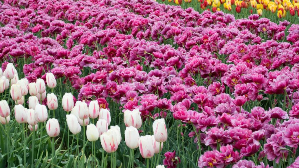 55 हेक्टेयर में फैले इंदिरा गांधी मेमोरियल ट्यूलिप गार्डन में 1.7 मिलियन ट्यूलिप बल्ब हैं, जिन्हें फूलों के मौसम को बढ़ाने के लिए चरणों में सावधानीपूर्वक लगाया गया है.  लेकिन ट्यूलिप के अलावा यहां डैफोडिल, हाइसिंथ और रैनुनकुलस भी हैं. साथ ही आस-पास स्थित बादाम और खुबानी के पेड़ भी एक ही समय में खिलते हैं.   55 हेक्टेयर में फैले इंदिरा गांधी मेमोरियल ट्यूलिप गार्डन में 1.7 मिलियन ट्यूलिप बल्ब हैं, जिन्हें फूलों के मौसम को बढ़ाने के लिए चरणों में सावधानीपूर्वक लगाया गया है.  लेकिन ट्यूलिप के अलावा यहां डैफोडिल, हाइसिंथ और रैनुनकुलस भी हैं. साथ ही आस-पास स्थित बादाम और खुबानी के पेड़ भी एक ही समय में खिलते हैं.