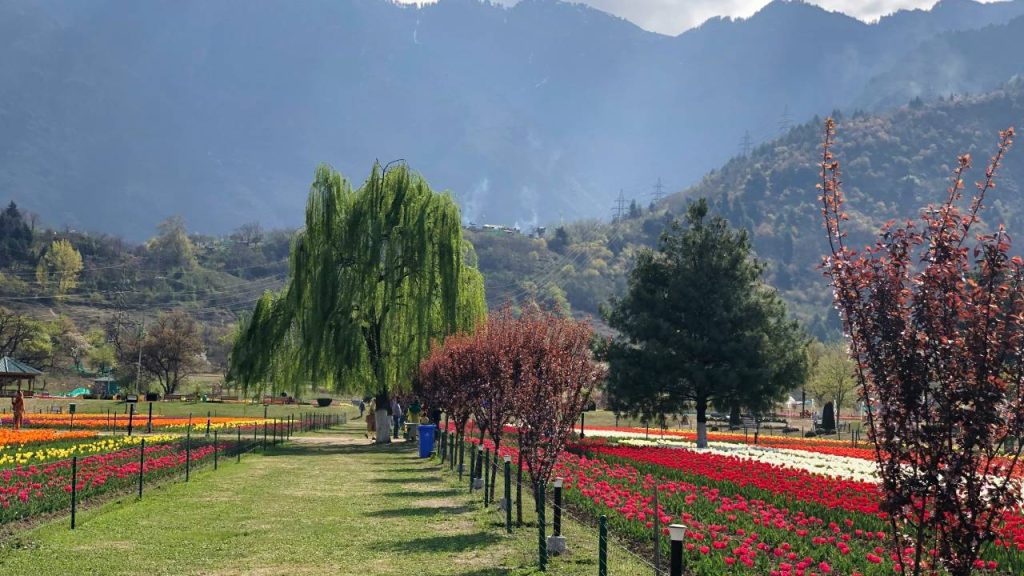 ट्यूलिप गार्डन कश्मीर में स्थित वह जगह है जो धरती पर वसंत ऋतु को और खूबसूरत बना देती है. एक तरफ कई रंगों में खिले ट्यूलिप तो दूसरी तरफ जबरवान की पहाड़ियां और फिर शांत डल झील का किनारा. एक बार फिर यह गार्डन खुलने को तैयार है और पर्यटक दिल थामकर इसके खूबसूरत नजारों का इंतजार कर रहे हैं.  ट्यूलिप गार्डन कश्मीर में स्थित वह जगह है जो धरती पर वसंत ऋतु को और खूबसूरत बना देती है. एक तरफ कई रंगों में खिले ट्यूलिप तो दूसरी तरफ जबरवान की पहाड़ियां और फिर शांत डल झील का किनारा. एक बार फिर यह गार्डन खुलने को तैयार है और पर्यटक दिल थामकर इसके खूबसूरत नजारों का इंतजार कर रहे हैं.