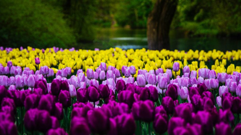 अपने खूबसूरत नजारों की वजह से कश्मीर के ट्यूलिप गार्डन की तुलना अक्सर हॉलैंड के प्रसिद्ध ट्यूलिप खेतों से की जाती है. साथ ही बैकग्राउंड में स्थित हिमालय भी इसकी खूबसूरती को दोगुना कर देता है.  अपने खूबसूरत नजारों की वजह से कश्मीर के ट्यूलिप गार्डन की तुलना अक्सर हॉलैंड के प्रसिद्ध ट्यूलिप खेतों से की जाती है. साथ ही बैकग्राउंड में स्थित हिमालय भी इसकी खूबसूरती को दोगुना कर देता है.