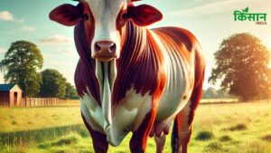 गिर गाय को कहते हैं ‘दूध की रानी’, इसके बिना अधूरी है भारत की डेयरी क्रांति