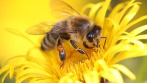 मधुमक्खी पालन के लिए बेस्ट है ये प्रजातियां, किसानों को होगा अधिक मुनाफा