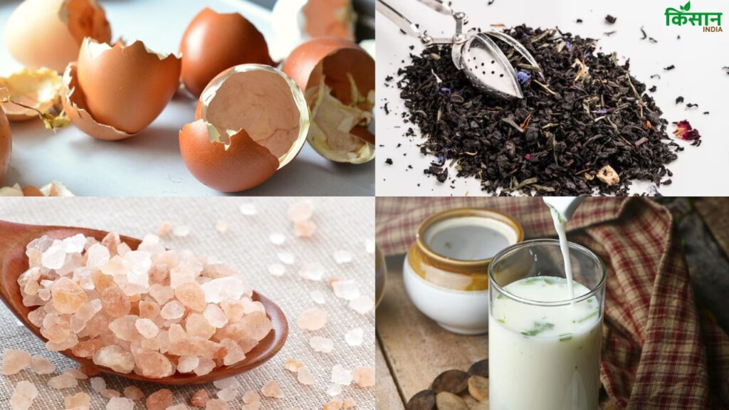 गर्मी में मिट्टी की नमी कम होने के कारण पौधे को जरूरी पोषक तत्व नहीं मिल पाते हैं. इसके लिए आपको चाय पत्ती, अंडे के छिलके, मैग्निसियम सल्फेट और छाछ की जरूरत होती है. गर्मी में मिट्टी की नमी कम होने के कारण पौधे को जरूरी पोषक तत्व नहीं मिल पाते हैं. इसके लिए आपको चाय पत्ती, अंडे के छिलके, मैग्निसियम सल्फेट और छाछ की जरूरत होती है.