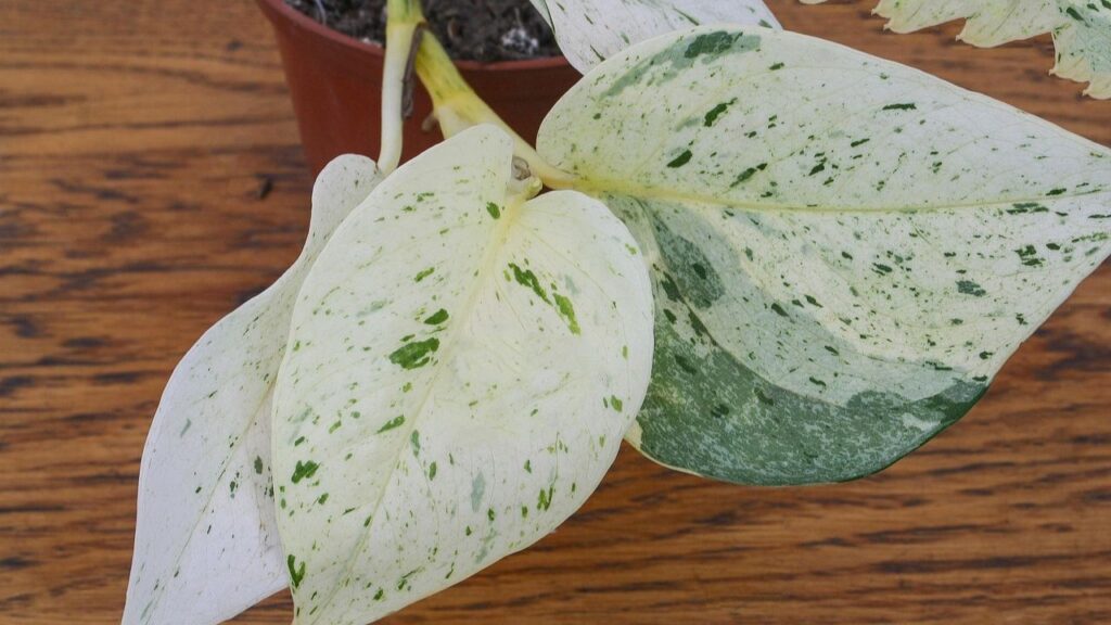 अब 1 चम्मच चाय पत्ती, 1 चम्मच मैग्निसियम सल्फेट, 2-3 अंडे के छिलके, 1 लीटर पानी, आधा कप छाछ लें. अब इन सभी सामग्रियों को मिक्सर में पीसकर बारीक पाउडर बना लें. अब 1 चम्मच चाय पत्ती, 1 चम्मच मैग्निसियम सल्फेट, 2-3 अंडे के छिलके, 1 लीटर पानी, आधा कप छाछ लें. अब इन सभी सामग्रियों को मिक्सर में पीसकर बारीक पाउडर बना लें.