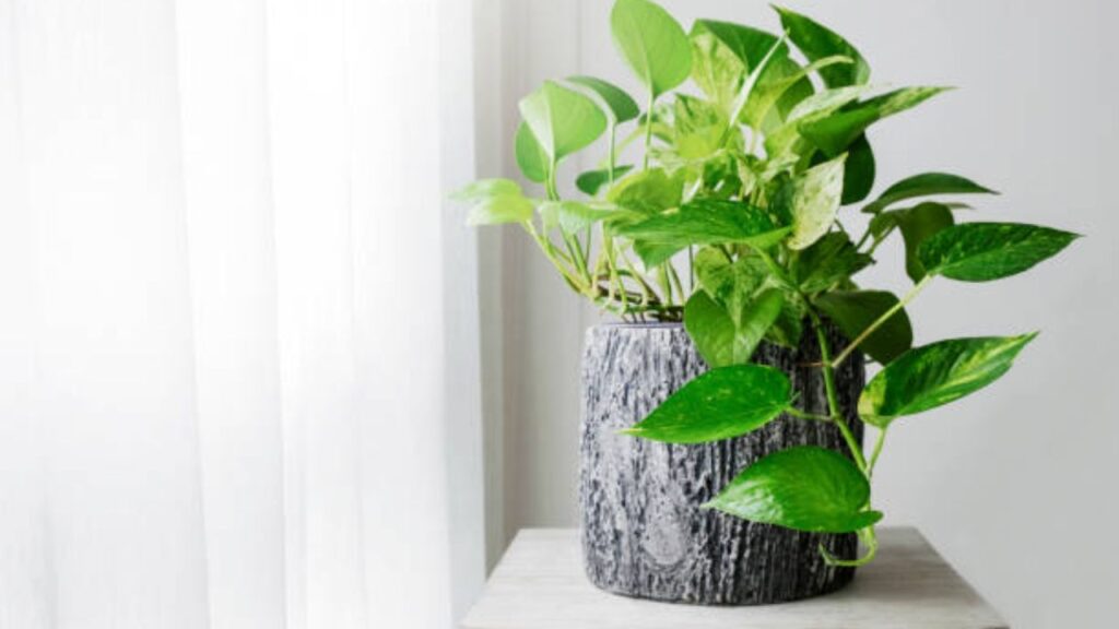 इसी कड़ी में जानें स्पेशल फर्टिलाइजर बनाने के तरीकों के बारे में जो मनी प्लांट को गर्मी से बचाने में बेहद फायदेमंद साबित हो सकता है.   इसी कड़ी में जानें स्पेशल फर्टिलाइजर बनाने के तरीकों के बारे में जो मनी प्लांट को गर्मी से बचाने में बेहद फायदेमंद साबित हो सकता है.