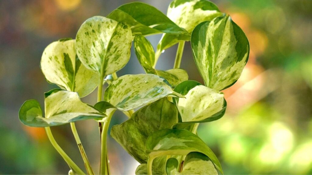 तैयार मिश्रण को मनी प्लांट की मिट्टी में सीधे या स्प्रे बॉटल में भरकर भी पत्तों पर छिड़क सकते है. इसका इस्तेमाल हफ्ते में सिर्फ एक बार ही करें. तैयार मिश्रण को मनी प्लांट की मिट्टी में सीधे या स्प्रे बॉटल में भरकर भी पत्तों पर छिड़क सकते है. इसका इस्तेमाल हफ्ते में सिर्फ एक बार ही करें.