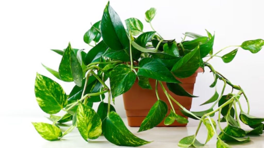 फिर1 लीटर पानी में इस पाउडर को डालें और आधा कप छाछ मिलाएं. फिर इस घोल को अच्छे से मिलाकर 1-2 घंटे के लिए छोड़ दें. फिर1 लीटर पानी में इस पाउडर को डालें और आधा कप छाछ मिलाएं. फिर इस घोल को अच्छे से मिलाकर 1-2 घंटे के लिए छोड़ दें.