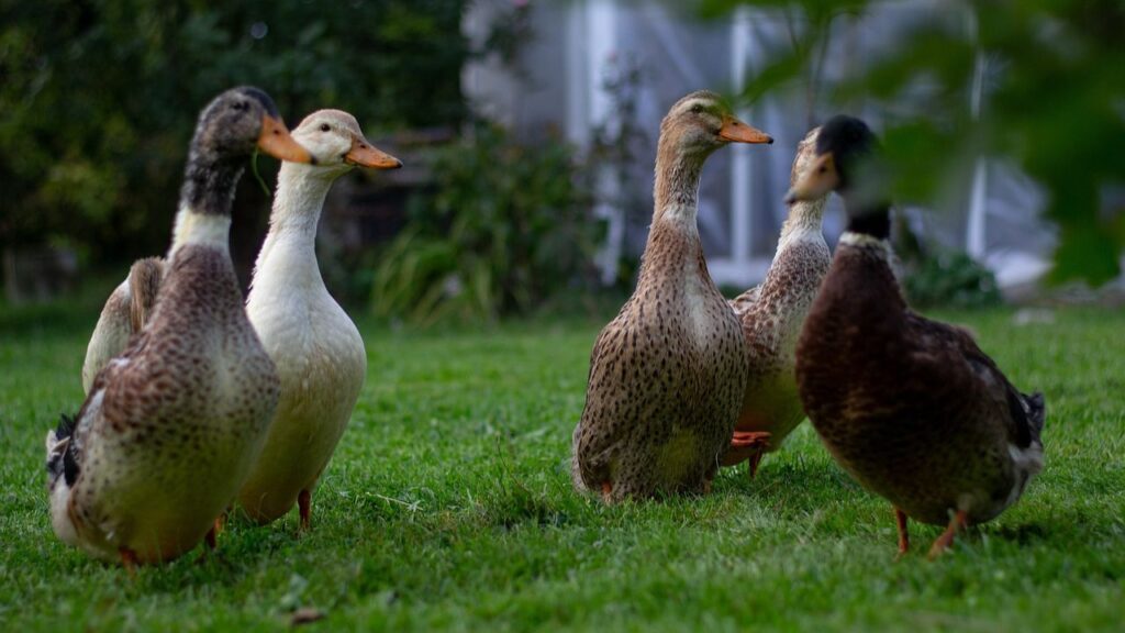 यह बतख इतनी तेज होती है कि अजनबी को देख शोर मचाने लगती है जिससे फॉर्म सुरक्षित रहता है. इसी  कारण इसे 'किसानों का चौकीदार' भी कहते है. 