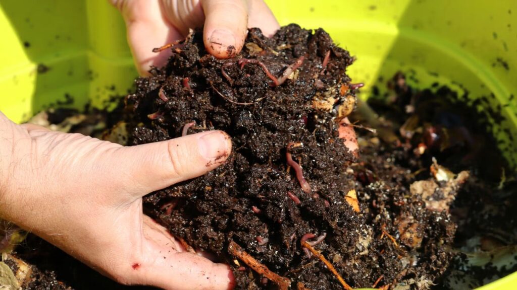 हर 15-20 दिन में खाद को पलटते रहें, ताकि यह सही तरह से सड़े और पौधों के लिए फायदेमंद बनी रहे. यह खाद कई महीनों तक स्टोर की जा सकती है और जब जरूरत हो, तब इसे पौधों में डाल सकते हैं. हर 15-20 दिन में खाद को पलटते रहें, ताकि यह सही तरह से सड़े और पौधों के लिए फायदेमंद बनी रहे. यह खाद कई महीनों तक स्टोर की जा सकती है और जब जरूरत हो, तब इसे पौधों में डाल सकते हैं.