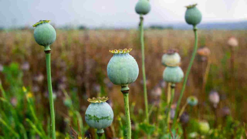 Kulgam Sets an Example: Kashmir’s First District to Eliminate Poppy Cultivation and Embrace Profitable Crops