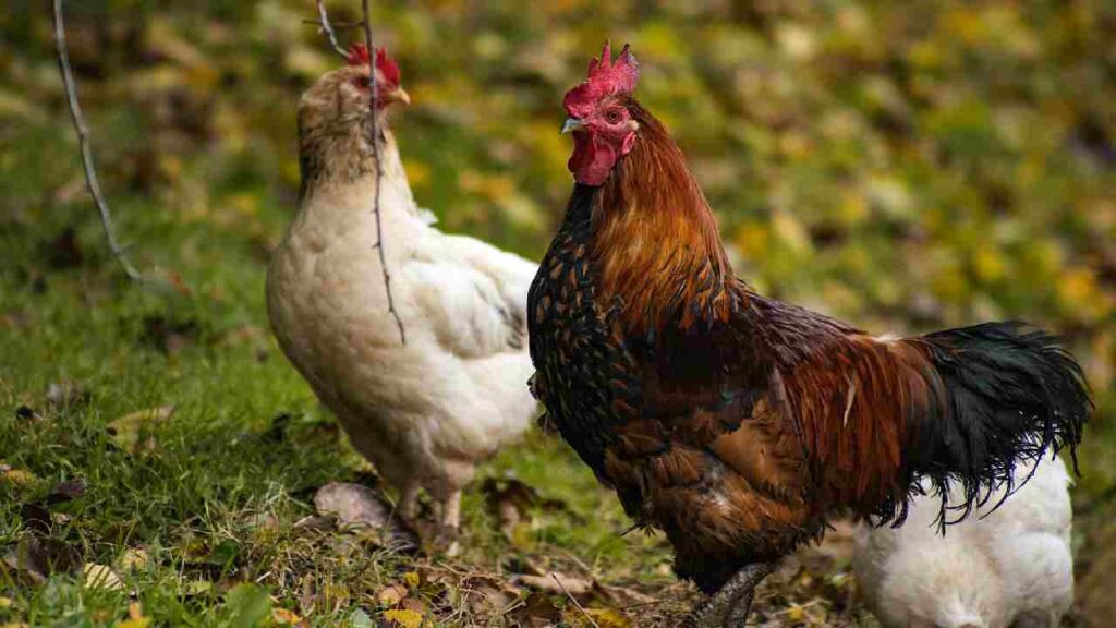 Poultry Industry Urges Centre to Scrap GST on Frozen Chicken, Reduce Tax on Value-Added Products
