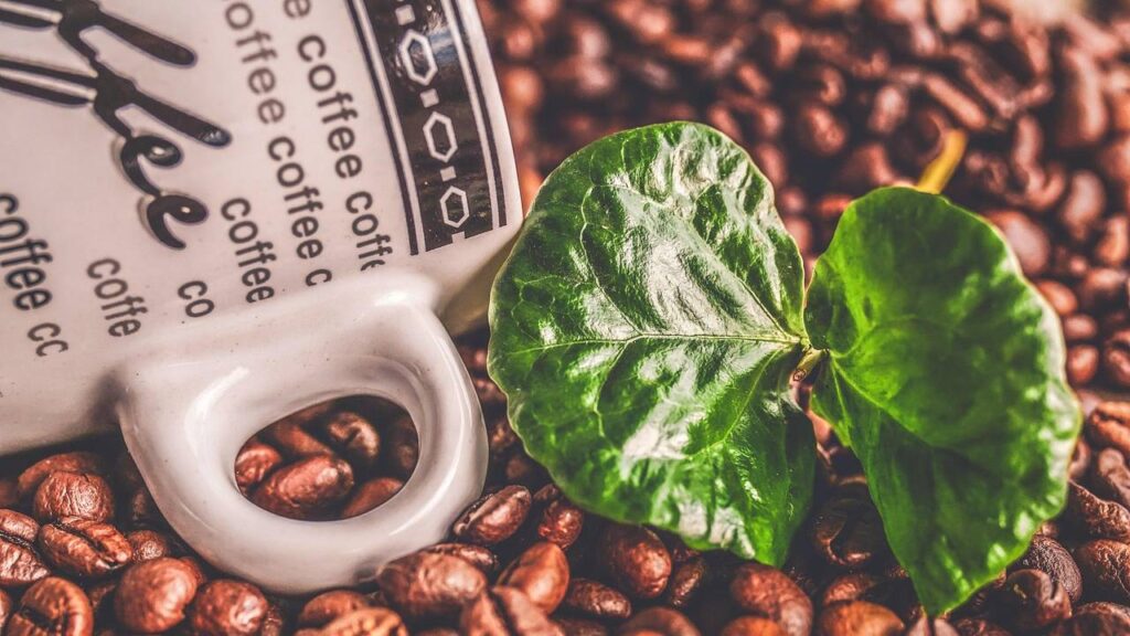 अगर आपके घर में कोई ऐसा हिस्‍सा है जहां पर धूप कम आती है तो आप कॉफी के पौधे को उगा सकते हैं. कॉफी प्लांट उगाने के लिए सबसे पहले आपको चेरी या हरी कॉफी बीन्स ढूंढने की जरूरत है. 