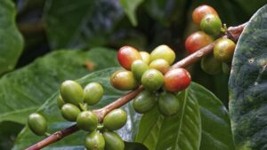 अरेबिका की दो नई उन्नत किस्में होंगी जारी, कीट-रोग से मिलेगी कॉफी किसानों को बड़ी राहत