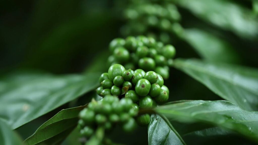 आपको इसे पर्याप्त पानी देते रहना है ताकि मिट्टी थोड़ी नम रहे. मिट्टी का बहुत सूखा या बहुत गीला होना पौधे के लिए अच्छा नहीं है. नमी बनाए रखने में मदद के लिए आप पानी से भरी कंकड़ ट्रे का भी उपयोग कर सकते हैं. 