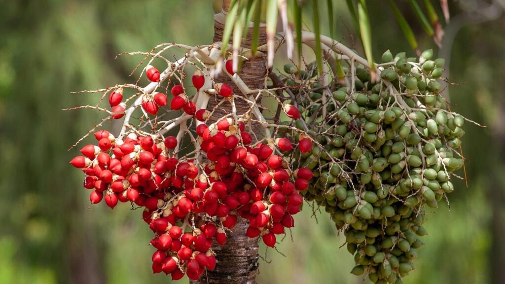  जैसे-जैसे पौधा बड़ा होगा, उसे दोबारा रोपने की जरूरत पड़ेगी. अगर पौधा दो फीट से भी ज्‍यादा लंबा हो गया है तो फिर उसकी छटाई जरूरी है. इसकी जड़ों को फैलने के पर्याप्‍त जगह की जरूरत होती है. इसलिए गमले का चुनाव भी ठीक से करें. 