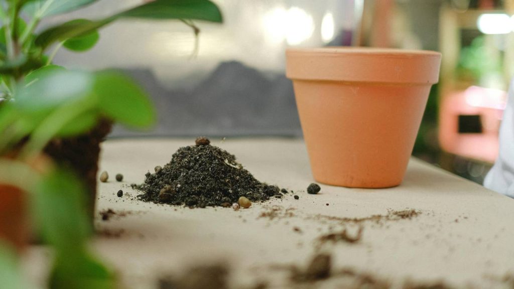 धनिये के पौधे को अच्छे से ग्रो करने में चाय और कॉफी से बना देसी फर्टिलाइजर काफी मददगार होता है. चाय पत्ती में नाइट्रोजन होता है जो पौधों के लिए काफी फायदेमंद है.  घर में चाय बनाने के बाद बची हुई पत्ती को इकट्ठा करके आप इसे गमले की मिट्टी में मिलाएं. इससे पौधों की ग्रोथ बढ़ सकती हैं.  धनिये के पौधे को अच्छे से ग्रो करने में चाय और कॉफी से बना देसी फर्टिलाइजर काफी मददगार होता है. चाय पत्ती में नाइट्रोजन होता है जो पौधों के लिए काफी फायदेमंद है.  घर में चाय बनाने के बाद बची हुई पत्ती को इकट्ठा करके आप इसे गमले की मिट्टी में मिलाएं. इससे पौधों की ग्रोथ बढ़ सकती हैं.