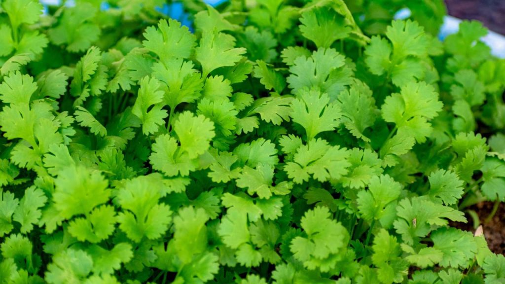 जब तब कि फेवरिट डिश पर धनिया की गार्निशिंग न की जाए तब तक लगता है कि कुछ कमी रह गई है. अब तो लोग किचन गार्डेन में ही धनिया उगाने लगे हैं. धनिया के पौधे को अच्छी ग्रोथ देनी है इसे हरा भरा रखना है तो सबसे पहले धनिये के बीजों को बोने से पहले इन्हें हाथों से रगड़ लें. इससे बीज दो टुकड़ों में टूट जाएंगे और आसानी से पौधे निकल पाएंगे.    जब तब कि फेवरिट डिश पर धनिया की गार्निशिंग न की जाए तब तक लगता है कि कुछ कमी रह गई है. अब तो लोग किचन गार्डेन में ही धनिया उगाने लगे हैं. धनिया के पौधे को अच्छी ग्रोथ देनी है इसे हरा भरा रखना है तो सबसे पहले धनिये के बीजों को बोने से पहले इन्हें हाथों से रगड़ लें. इससे बीज दो टुकड़ों में टूट जाएंगे और आसानी से पौधे निकल पाएंगे.