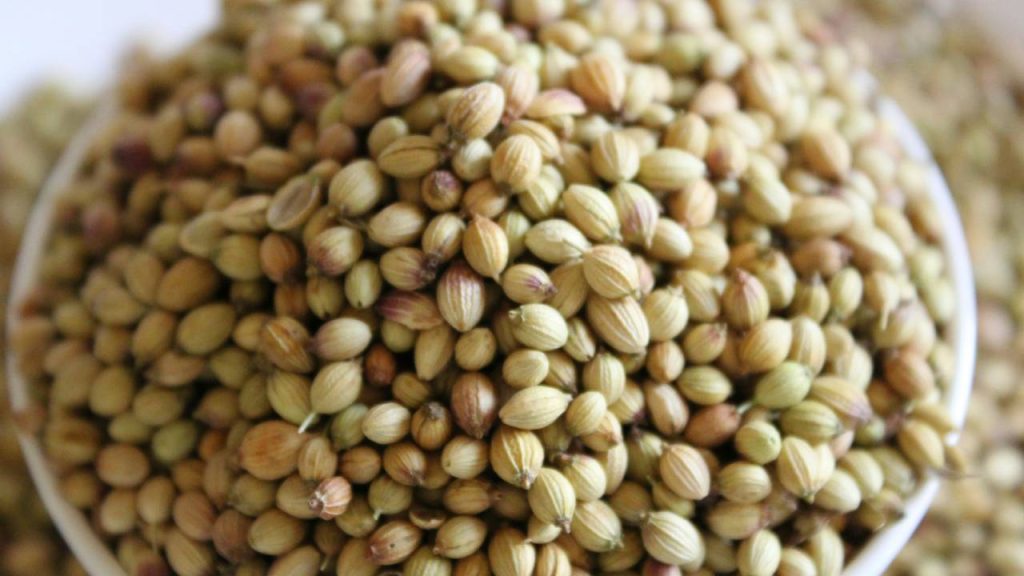 Coriander Export Falls 52%