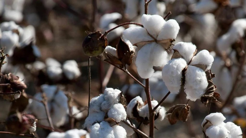Cotton Sowing