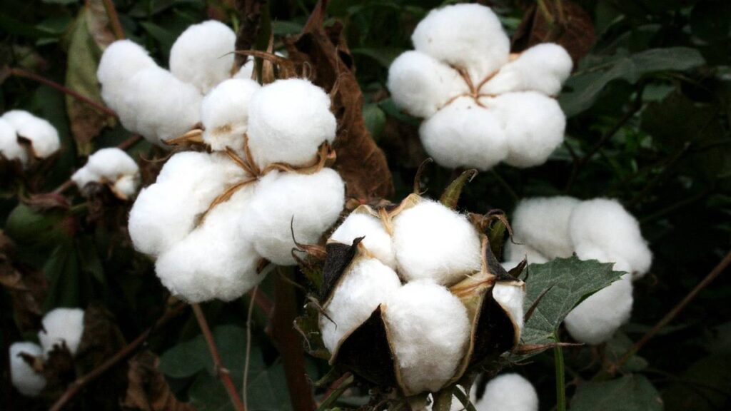 India’s Cotton Carry-Forward Stock for 2025-26 Seen at Five-Year High of 60.69 Lakh Bales