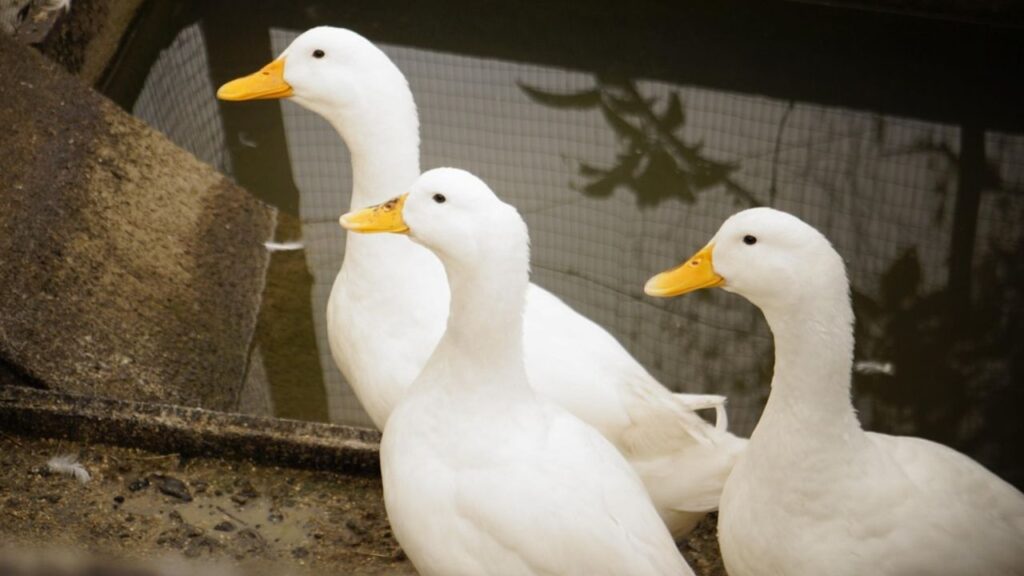 बाजार में इन अंडों की कीमत 10 से 12 रुपये प्रति अंडे तक होती है और ये किसानों के लिए इनकम का अच्‍छा स्रोत बन सकते हैं. 