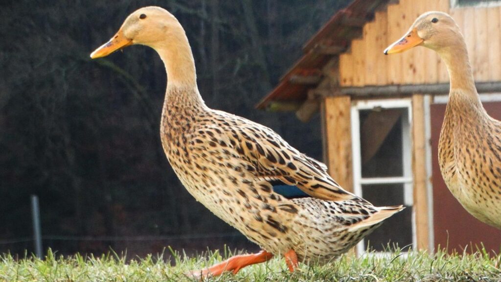  नर बत्तख का वजन करीब 2.2 से 2.4 किलो जबकि मादा बत्तख 2.0 से 2.2 किलो के होते हैं.  इसलिए मांस के लिए भी इन्‍हें बेहतरीन माना जाता है. 