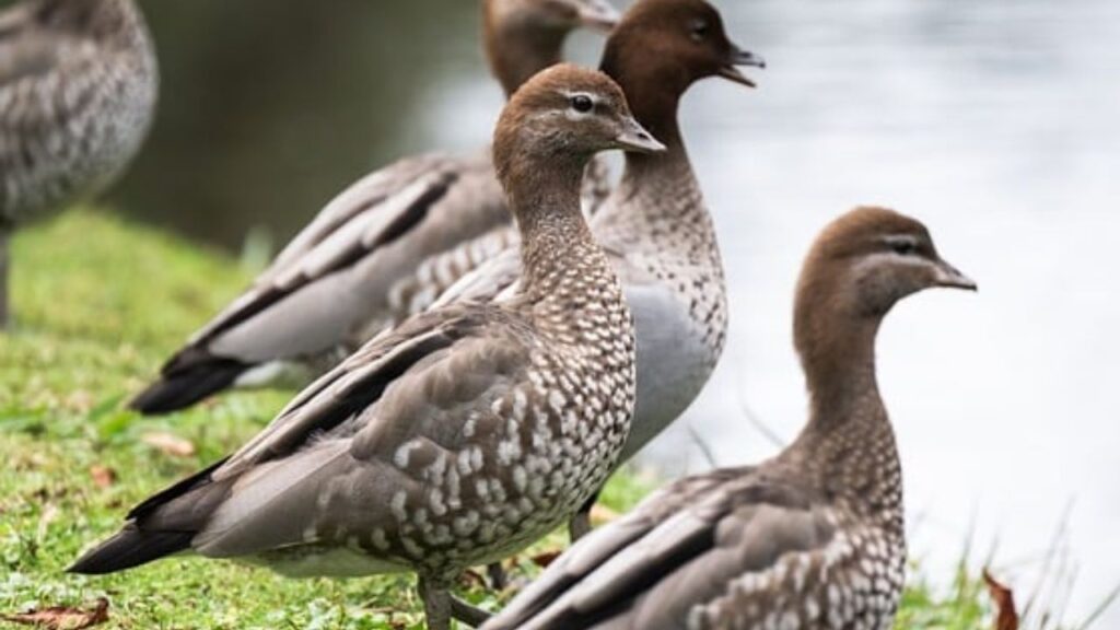 वहीं मादा बत्तख का सिर और गर्दन भूरे रंग के होते हैं  जबकि पंख खाकी रंग के होते हैं और टांगे और पंजे भूरे रंग के होते हैं.