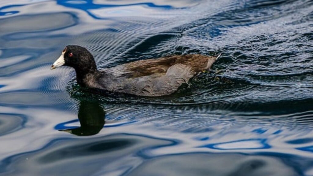  इनकी पहचान करना भी काफी आसान है. नर बत्तख की पीठ के निचले हिस्से का रंग भूरा होता है, जबकि उसकी चोंच हरे रंग की, टांगे और पंजे गहरे संतरी रंग के होते हैं. 