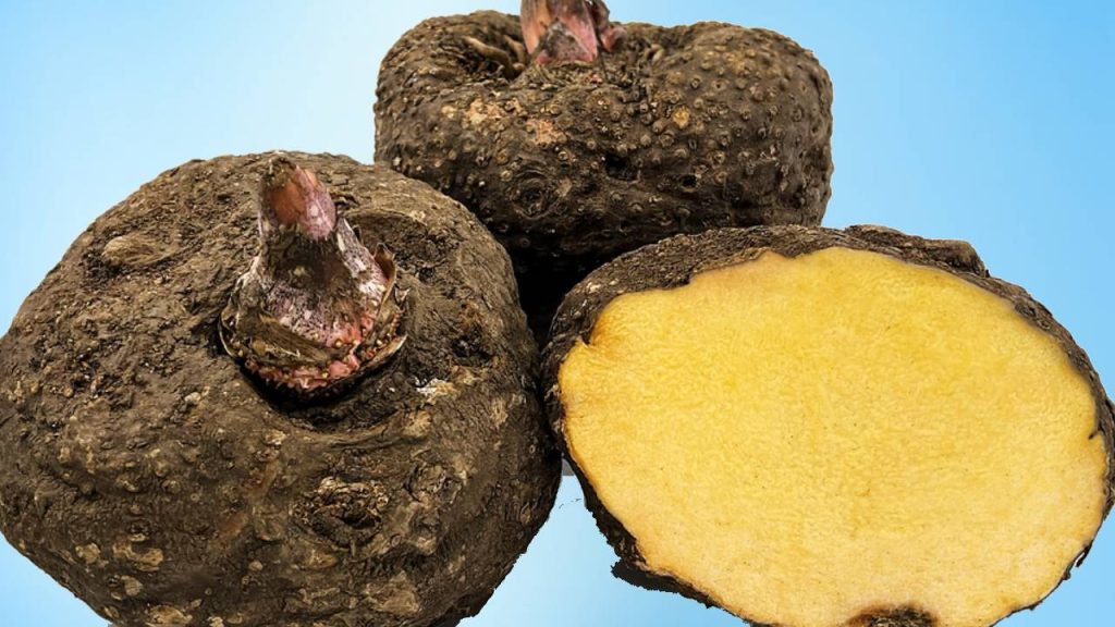 How to Grow Jimikand (Yam): Health Benefits and Profitable Farming Guide