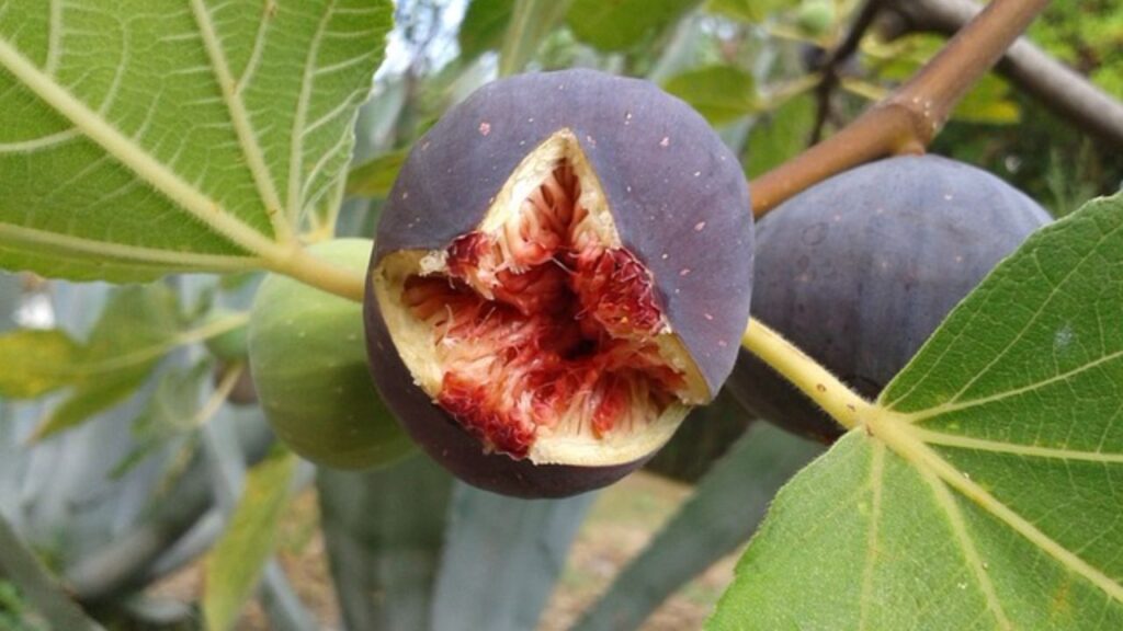 बाजार में अंजीर के बढ़ते दामों के कारण किसान इसकी खेती से अधिक मुनाफा कमा सकते है. अंजीर में फाइबर अच्छा होने से कब्ज जैसी समस्याओं को दूर और आंतों को साफ रखता है. बाजार में अंजीर के बढ़ते दामों के कारण किसान इसकी खेती से अधिक मुनाफा कमा सकते है. अंजीर में फाइबर अच्छा होने से कब्ज जैसी समस्याओं को दूर और आंतों को साफ रखता है.