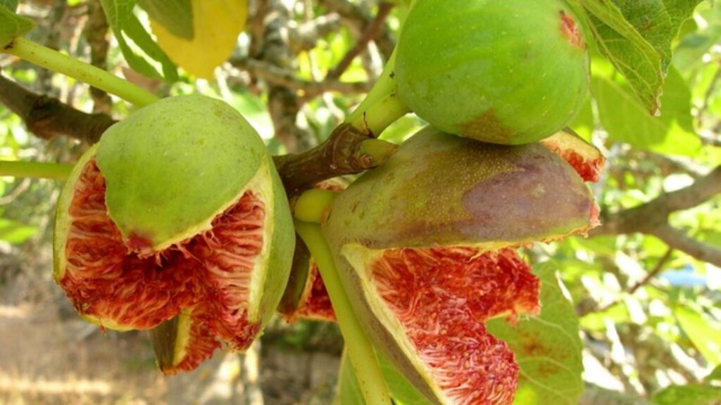 कच्चे अंजीर  कच्चे अंजीर