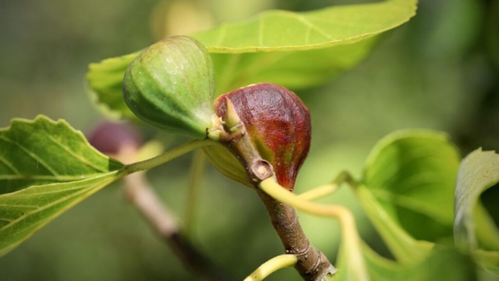 पेड़ों को कीटों से बचाने के लिए समय-समय पर कीटनाशक का छिड़काव करें. यह पौधों को खराब होने से बचाता है. पेड़ों को कीटों से बचाने के लिए समय-समय पर कीटनाशक का छिड़काव करें. यह पौधों को खराब होने से बचाता है.
